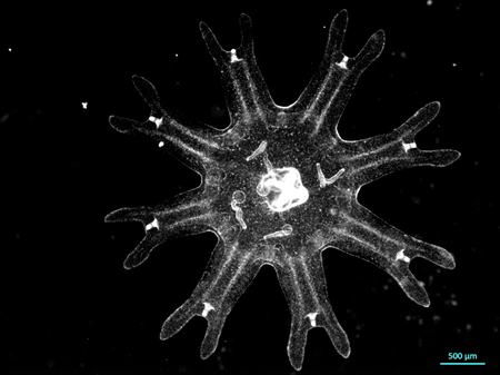 CaltechEAS's tweet photo. Jellyfish Enable Surprising New Findings about Cancer
https://t.co/kpSle5sWmu https://t.co/kwPDDu0Yaa