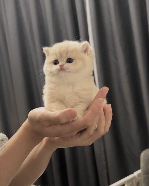 eveheartbeat's tweet photo. น้ำปิงตุวแค่นิ้ 🤏🏻🥺
🐈
🫴🏻 https://t.co/9KaL4CEvN6