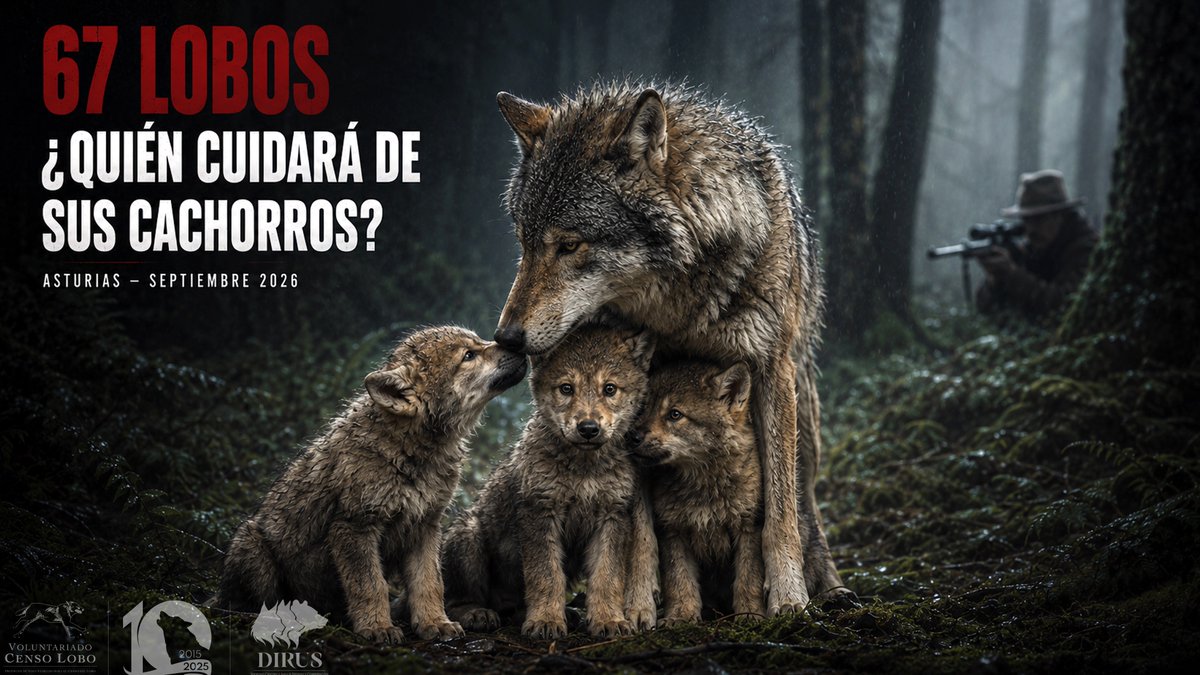 CensoLobo's tweet photo. En septiembre, el @GobAsturias comenzará de nuevo la matanza indiscriminada, irracional y acientífica de lobos. La estrategia va mucho más allá que un frío número (67), porque a final del verano los cachorros dependen completamente del grupo familiar... #AsturiasInfiernoNatural https://t.co/Ideo6rRv3x