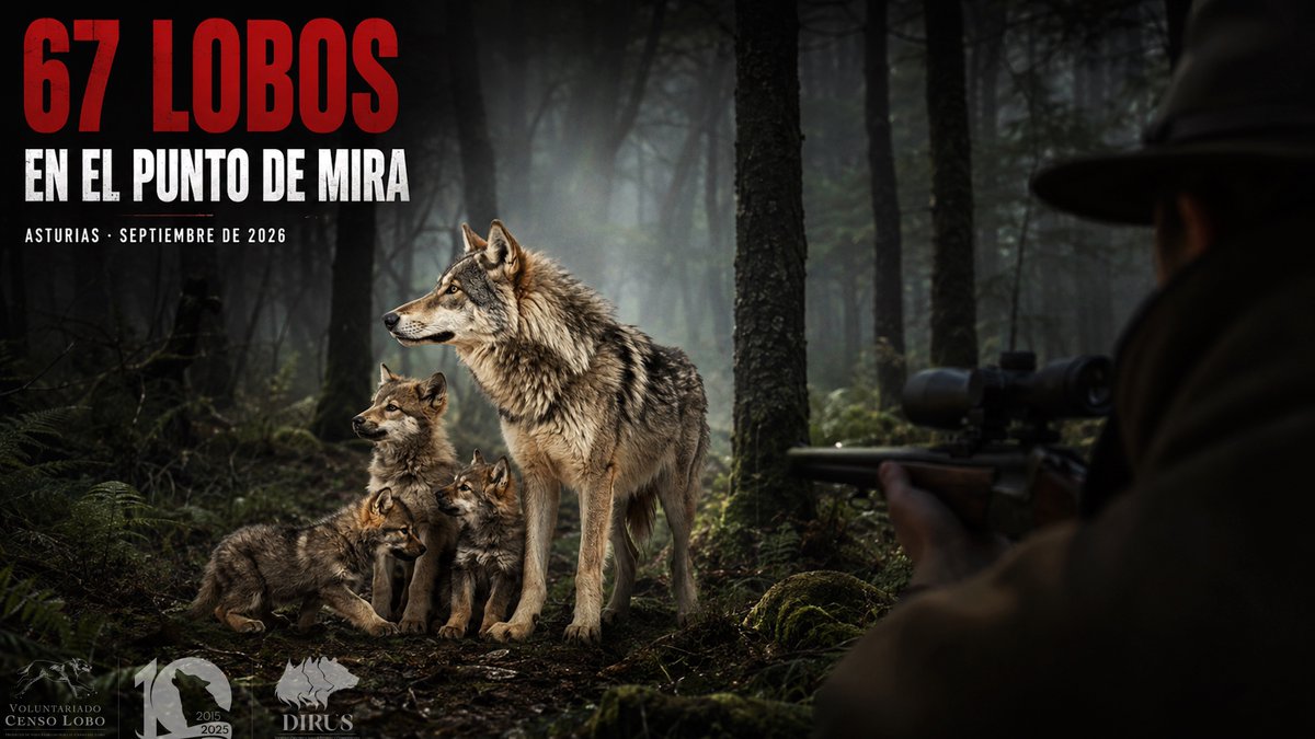CensoLobo's tweet photo. En septiembre, el @GobAsturias comenzará de nuevo la matanza indiscriminada, irracional y acientífica de lobos. La estrategia va mucho más allá que un frío número (67), porque a final del verano los cachorros dependen completamente del grupo familiar... #AsturiasInfiernoNatural https://t.co/Ideo6rRv3x