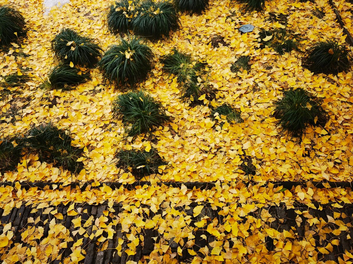 Ajaybasak551's tweet photo. The first crisp autumn wind just swept through the park—leaves turning gold, sweater weather is finally here! https://t.co/3xYhpneVu1