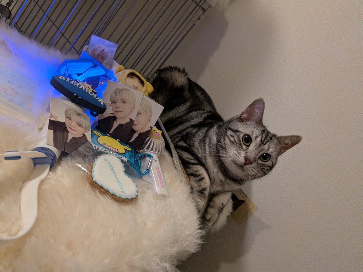 hinakiku's tweet photo. 2日間お留守番頑張った僕ちんと戦利品（このあと僕ちんに払い落とされた） https://t.co/ZqiCtluUVJ