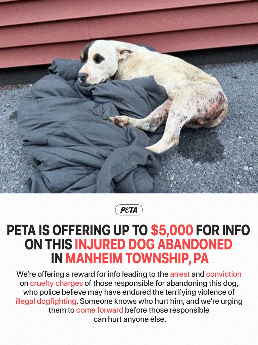 peta's tweet photo. 🚨 Someone knows who hurt this dog, and we NEED answers 🚨

This dog likely experienced horrific violence in illegal dogfights before being left bleeding and terrified in an alley by the person who was supposed to love and protect him 💔 If you know anything, please come forward! https://t.co/1mmrvLC5Z3