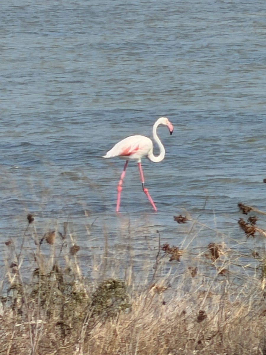 Korovamilkbar76's tweet photo. “…e il naufragar m’è dolce in questo acquario…” #lapingra https://t.co/itTOUkbaGV