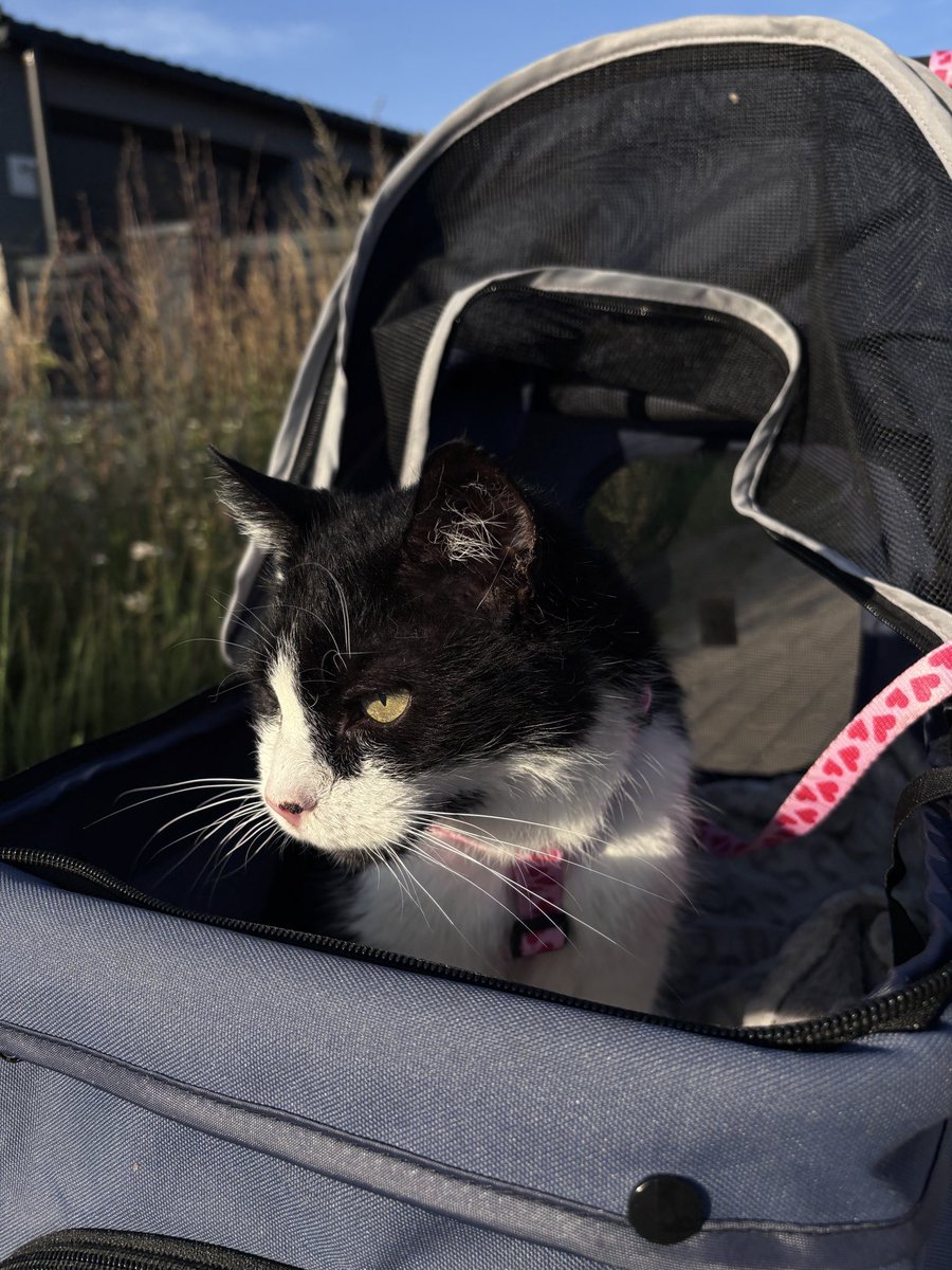 fallxcy's tweet photo. i took my senior cat on his first walk today and he loved it🥹 https://t.co/zNQ9p8upvk