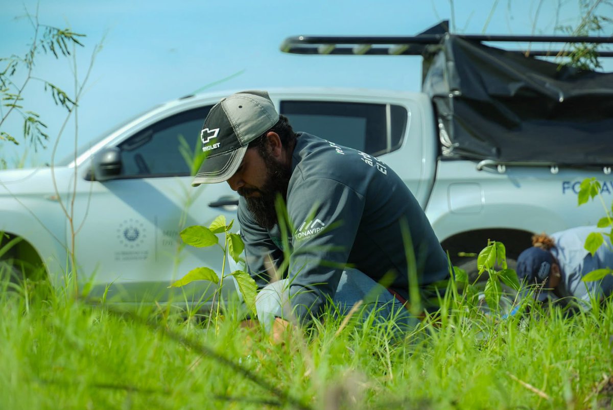 ViviendaSV's tweet photo. Los equipos de FONAVIPO realizaron  una jornada de arborización en la zona protegidas Santa Clara, San Luis Talpa, esta acción involucra a todo el personal como parte de nuestro compromiso con El Salvador más Verde.

En la actividad se lograron sembrar 400 árboles. 🌱 https://t.co/ph2MhxLAvp