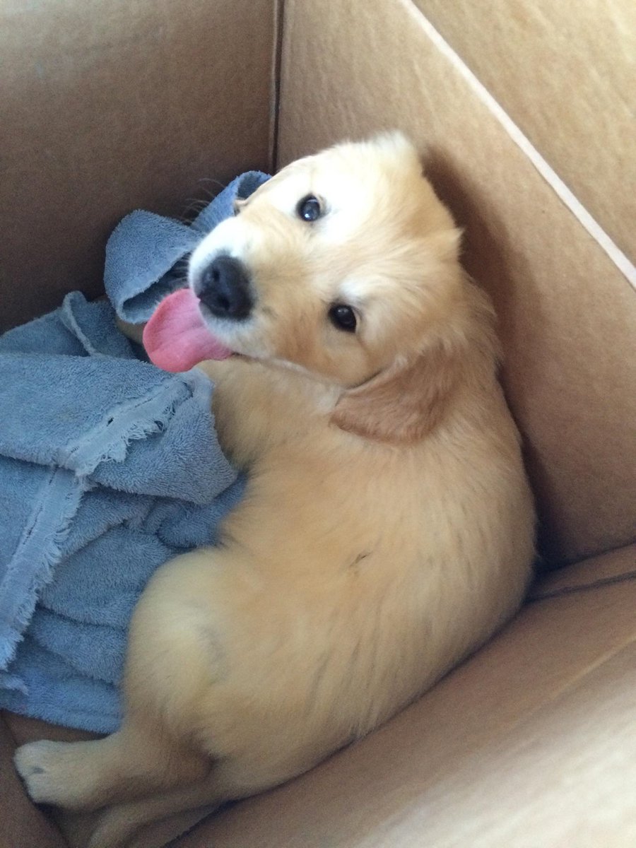 jimcallisMLB's tweet photo. Rough morning as we said goodbye to our beloved Sam, a very sweet &amp; silly golden retriever who loved his family very much. 80 dog. That's him on his way home in 2016 on the left, and showing off one of his best skills (snuggling) at the top on the right. Love you, Sam. https://t.co/Q4MOfrH8Ad