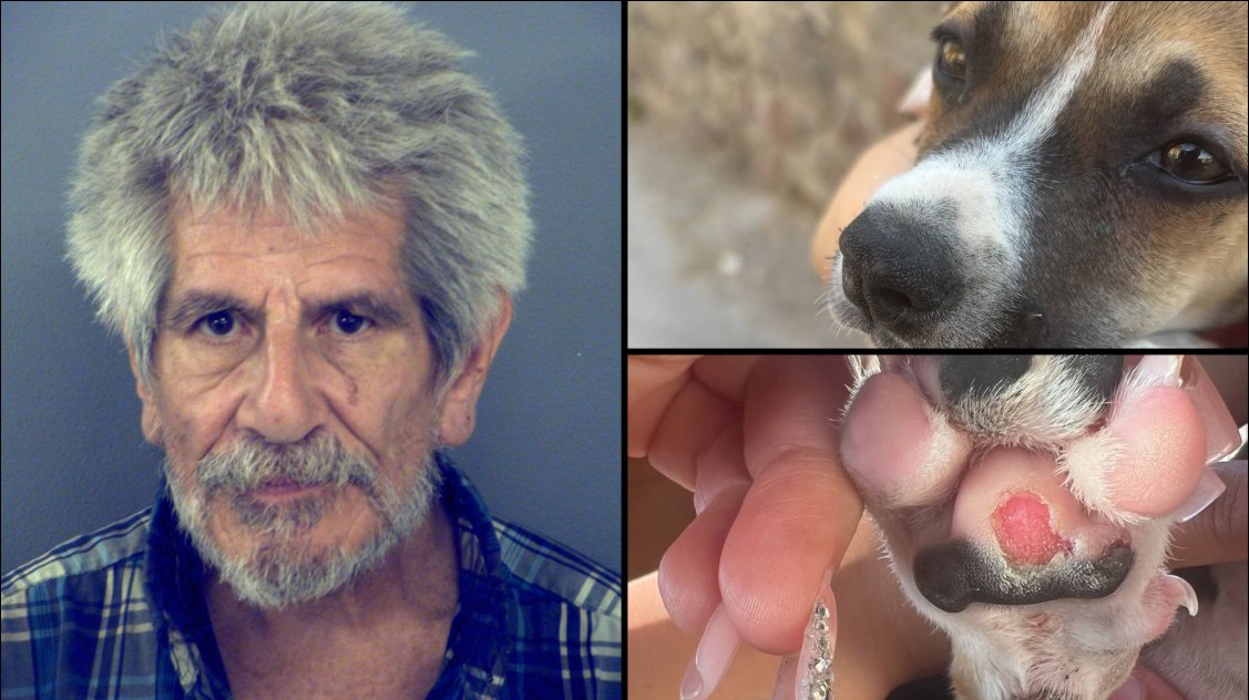 TheRealMadOx's tweet photo. Carlos Jose Fernandez, 73, of El Paso just got charged again with animal cruelty.

On July 8 he dragged a two month old boxer mix puppy named Harmony across hot pavement, kicked her, choked her by yanking the collar until she couldn’t breathe, then stuffed her in a shopping bag.

Vet found burns on all four paws and a fractured rib.
This is not his first time. He has prior animal cruelty convictions. One in 2015. Another in 2024 where he got five years suspended.

They keep giving him chances. The dogs keep paying the price.

Charge him. Convict him. Put him away for real this time.

H/t El Paso PD / KFOX14