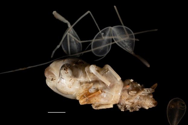 wirthstef's tweet photo. Please read my article on isopods of the genus #Bathyopsurus, belonging to the family #Munnopsidae (#Asellota, #Isopoda).

The #ocean #watercolumn demands highly specialized #adaptations from #organisms, particularly when they inhabit great depths. Conditions there are dark and cold, resulting in a less diverse food supply compared to shallower waters. Organisms must also cope with high-pressure environments.
Within the Munnopsidae, the genus Bathyopsurus, comprising few species (three known) and rarely encountered, has evolved specific adaptations for life at #deepsea levels between 3,000 and approximately 6,000 meters. Reaching lengths of over 6 cm, they are considered (only within Munnopsidae) exceptionally large. With greatly elongated limbs and paddle-like legs, they are elegant and agile swimmers. Regarding their #diet, they subsist on sinking plant debris (a behavior well-studied in Bathyopsurus #nybelini). You can read more about this in my X #sciencecommunication article linked below. A. Brandt et al. (2025) described the new species B. sonnei and even present phylogenetic relationships between seven munnopsid isopod specimens including B. sonnei.

© #StefanFWirth, August 2026, Berlin

References:
S.F. Wirth on X, science communication (2026) 👇 link in first reply

A. Brandt et al. (2025)
DOI: 10.1016/j.pocean.2025.103443 👇 link in first reply

Photos:
1) Bathyopsurus #sonnei, #Holotype female SMF-62376: Ventral view immediately after sampling; P7 and additional appendages are detached. Scale bar = 1 cm © Anne-Helene Tandberg.

2)
Bathyopsurus sonnei, Holotype female, SMF-62376: A dorsal, B lateral, and C ventral views. Scale bar = 1 cm © Sven Tränkner.

3) #Phylogenetictree based on #COI sequences of seven munnopsid isopod specimens and one desmosomatid isopod specimen as an outgroup. Node support values ​​are expressed as bootstrap support (%).

by A. Brandt et al. (2025)
licensed under creative commons Attribution 4.0 International 👇link see first answer