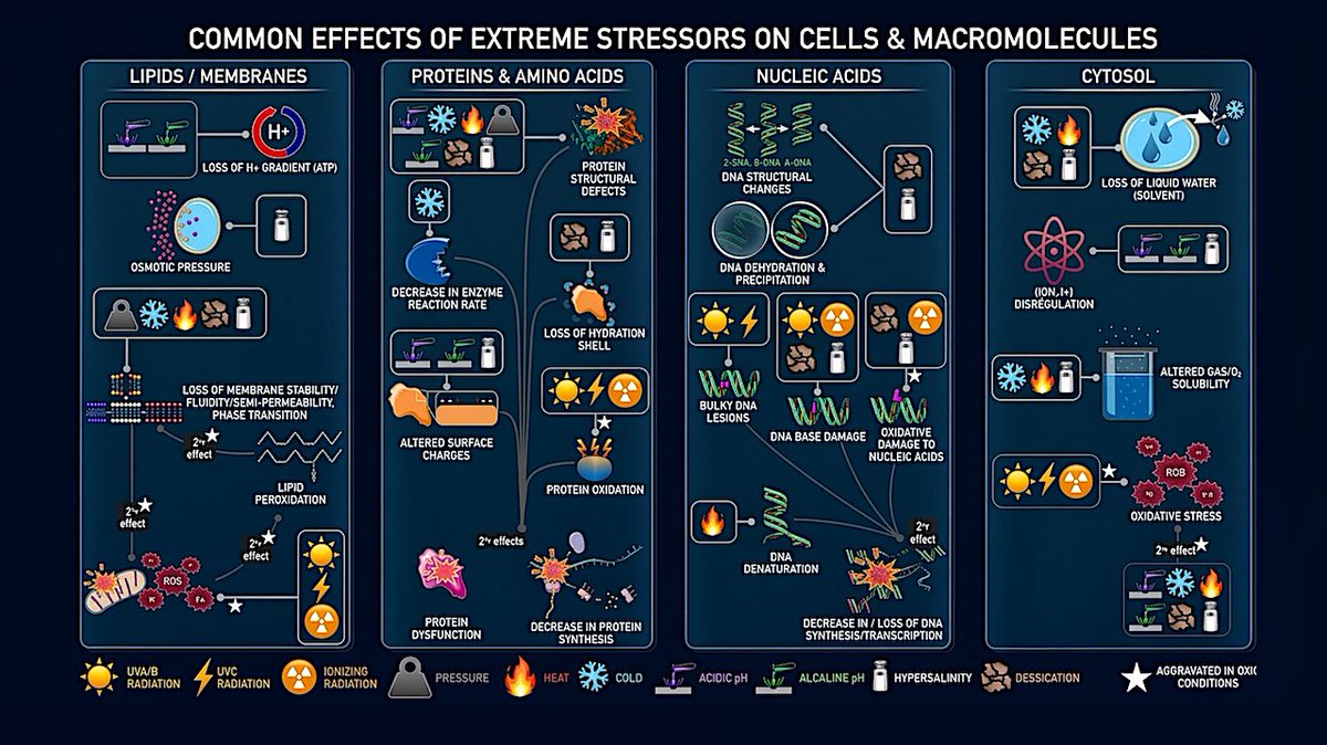 astrobiology's tweet photo. Extremophiles: Life Resists Chemistry Not Conditions
https://t.co/ibrAnUlJq6 #astrobiology #extremophile #evolution https://t.co/beL3VxsrNH
