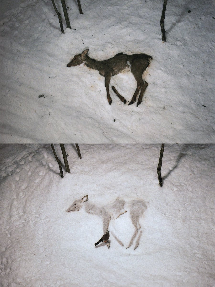 objectfetishist's tweet photo. My scans from "Death In Nature," by acclaimed animal photographer Manabu Miyazaki, 1994. https://t.co/hvgjUCep4L