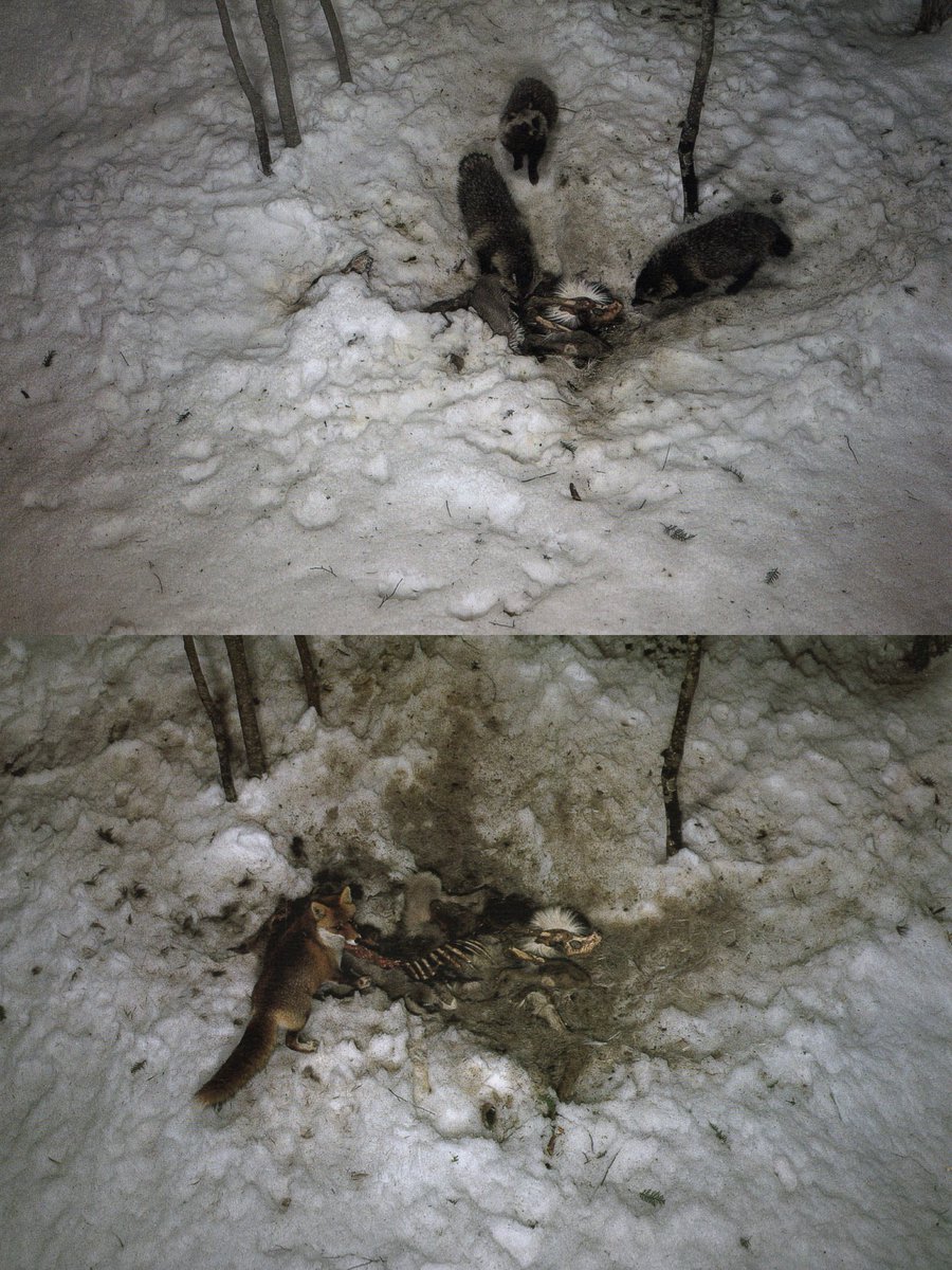 objectfetishist's tweet photo. My scans from "Death In Nature," by acclaimed animal photographer Manabu Miyazaki, 1994. https://t.co/hvgjUCep4L