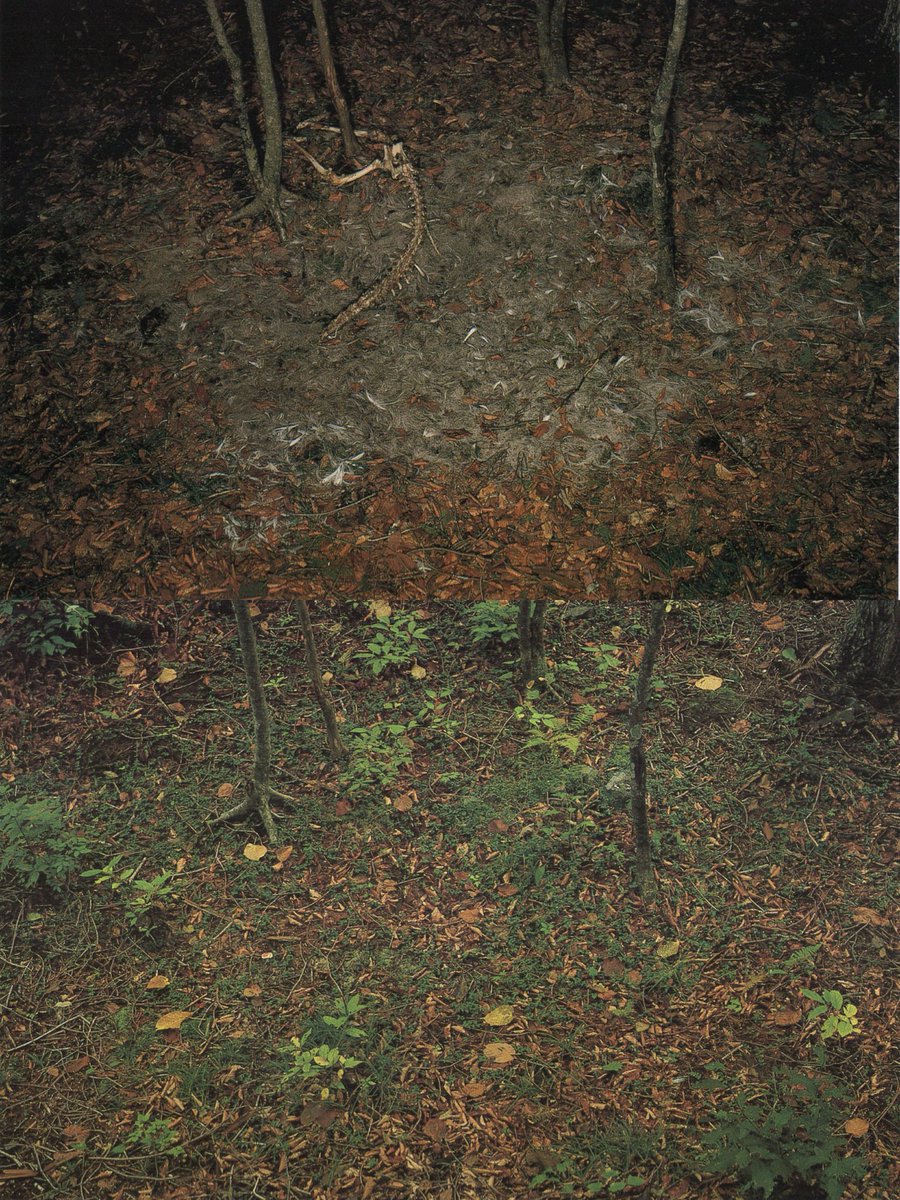 objectfetishist's tweet photo. My scans from "Death In Nature," by acclaimed animal photographer Manabu Miyazaki, 1994. https://t.co/hvgjUCep4L
