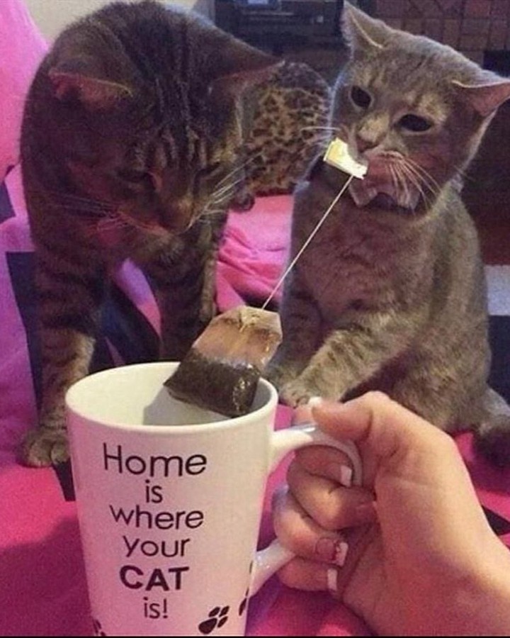 PunchingCat's tweet photo. https://t.co/773s0Cn0U9