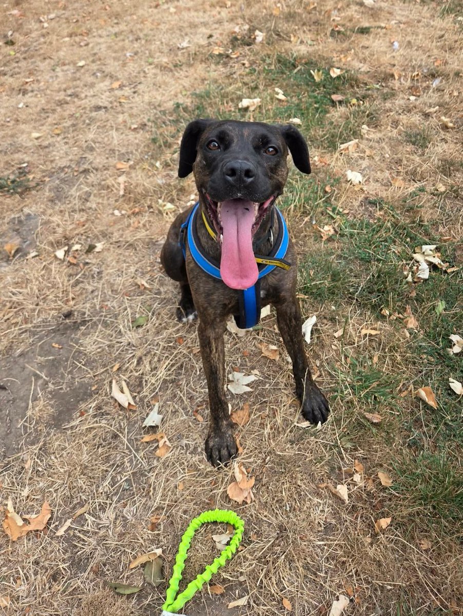 DT_Kenilworth's tweet photo. Hennessy has a very important questionβ¦ π₯ΉπΎ
"Play with me?" π₯
But Hennessy is hoping for more than just playtime. Sheβs looking for someone who will choose her, love her, and give her the forever home she deserves. π‘β¨
#RescueDog #DogLovers #INeedAHome #AdoptMe https://t.co/QcvoLSFoNf