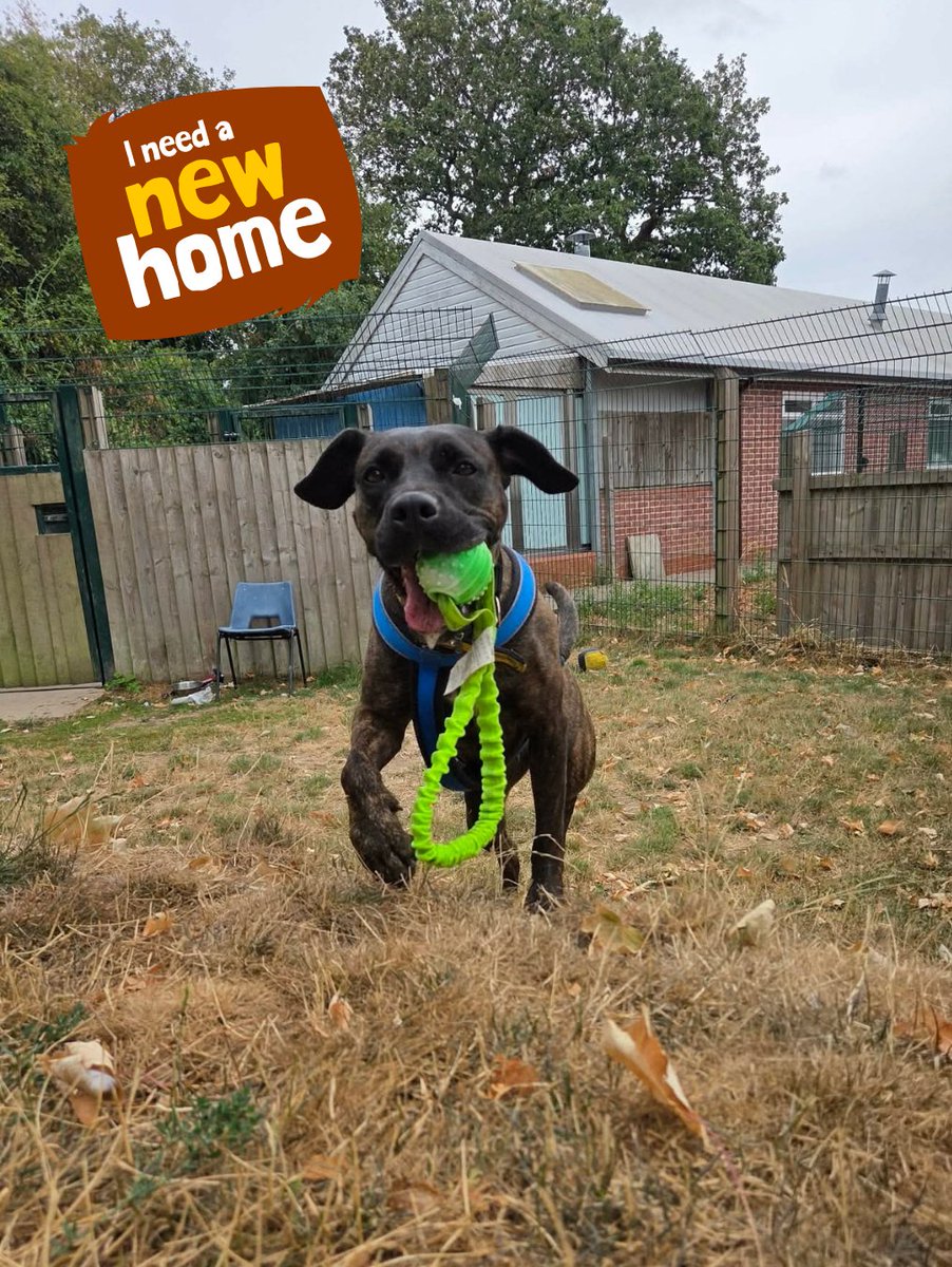 DT_Kenilworth's tweet photo. Hennessy has a very important questionβ¦ π₯ΉπΎ
"Play with me?" π₯
But Hennessy is hoping for more than just playtime. Sheβs looking for someone who will choose her, love her, and give her the forever home she deserves. π‘β¨
#RescueDog #DogLovers #INeedAHome #AdoptMe https://t.co/QcvoLSFoNf