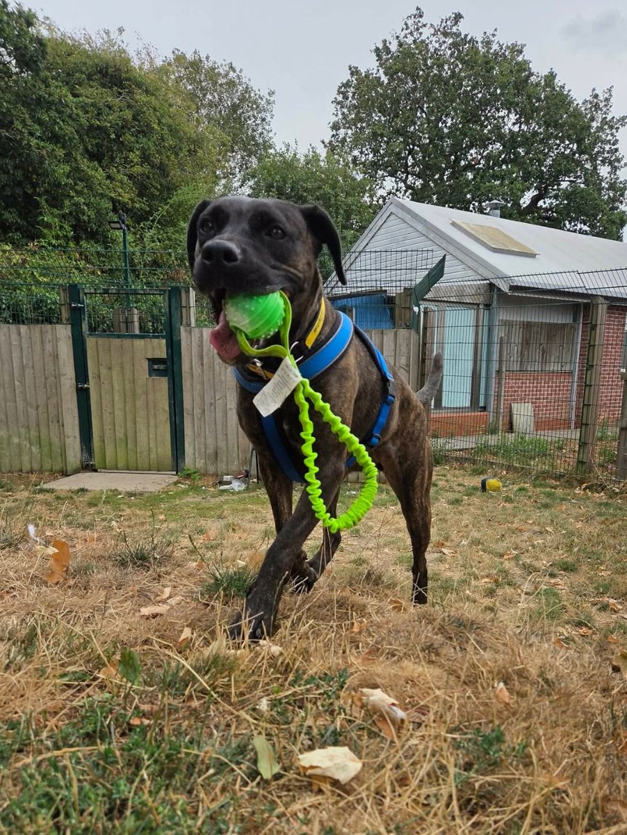 DT_Kenilworth's tweet photo. Hennessy has a very important questionβ¦ π₯ΉπΎ
"Play with me?" π₯
But Hennessy is hoping for more than just playtime. Sheβs looking for someone who will choose her, love her, and give her the forever home she deserves. π‘β¨
#RescueDog #DogLovers #INeedAHome #AdoptMe https://t.co/QcvoLSFoNf