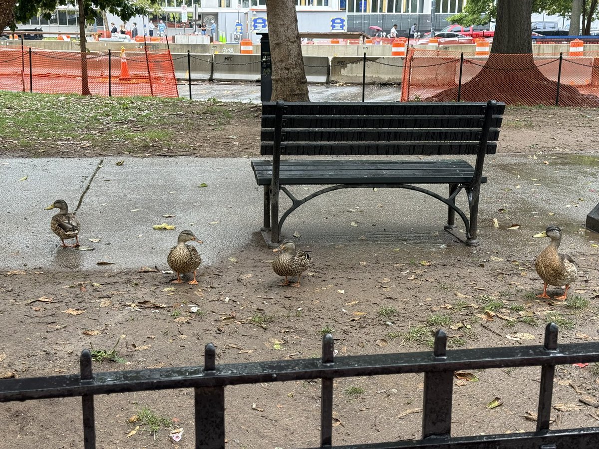 shraytheeats's tweet photo. ducks i saw on my walk to class ^.^ https://t.co/ZZoHibnovQ