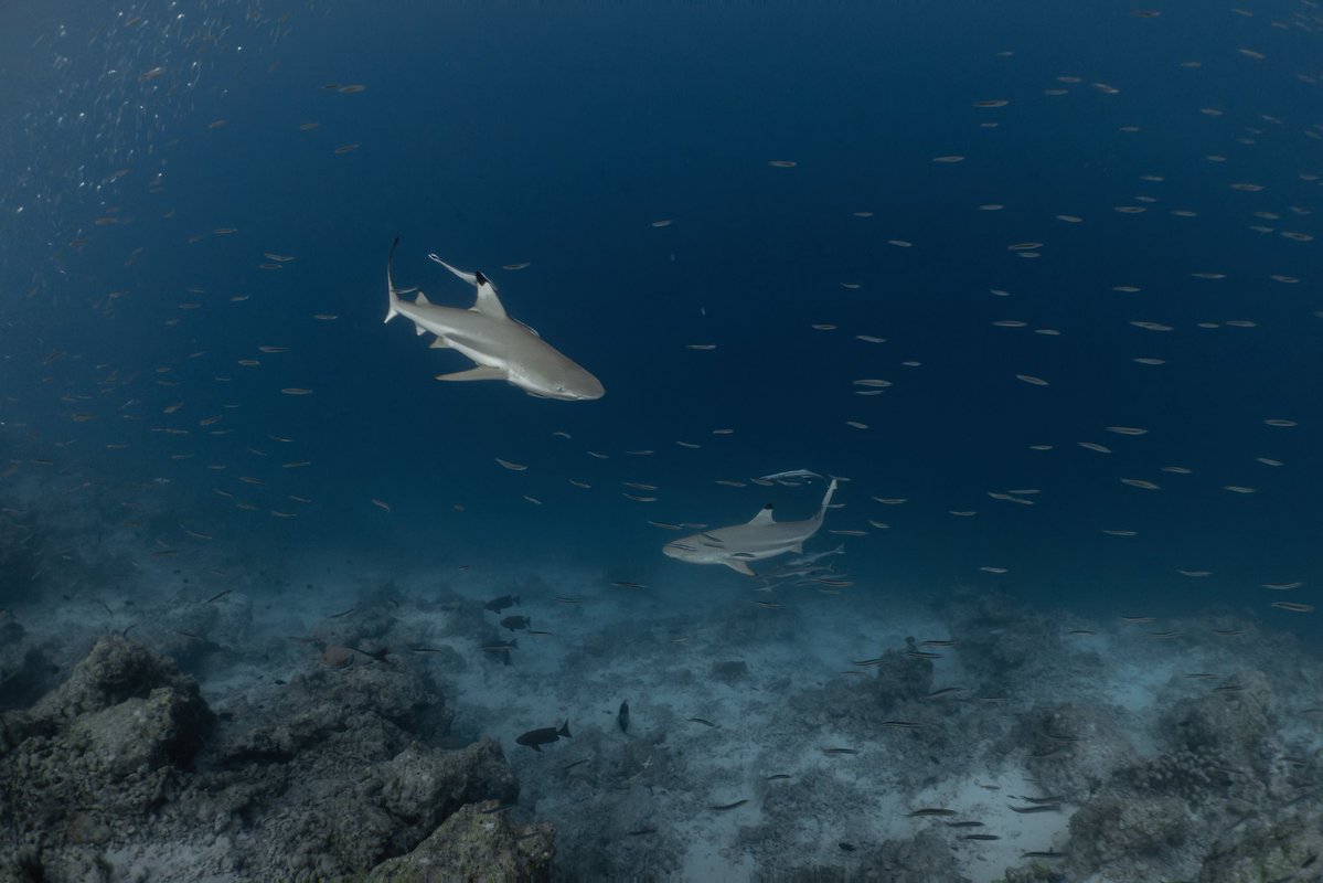 _DiveTheWorld_'s tweet photo. Hunter or hunted? 🦈👀

A baitball, two blacktip reef sharks, and a few unforgettable seconds at Biyadhoo. 💙

#Maldives #Sharks #MarineLife https://t.co/ueo3GcRjcw