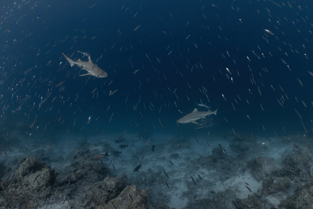 _DiveTheWorld_'s tweet photo. Hunter or hunted? 🦈👀

A baitball, two blacktip reef sharks, and a few unforgettable seconds at Biyadhoo. 💙

#Maldives #Sharks #MarineLife https://t.co/ueo3GcRjcw