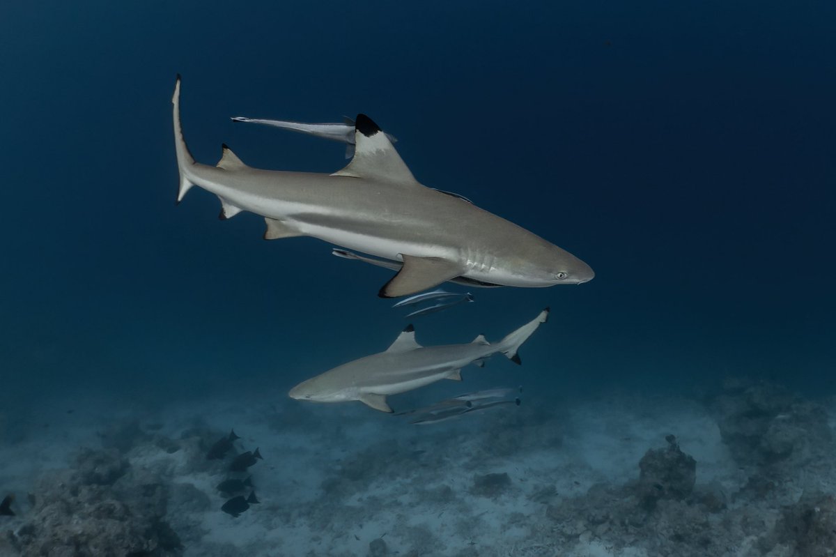 _DiveTheWorld_'s tweet photo. Hunter or hunted? 🦈👀

A baitball, two blacktip reef sharks, and a few unforgettable seconds at Biyadhoo. 💙

#Maldives #Sharks #MarineLife https://t.co/ueo3GcRjcw