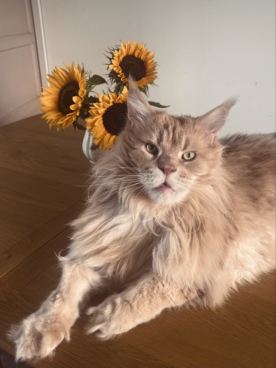 whitetrashheart's tweet photo. @m0urn1ngdov3 my beautiful huge lion boy 🌻 https://t.co/J7YM6dsrEe