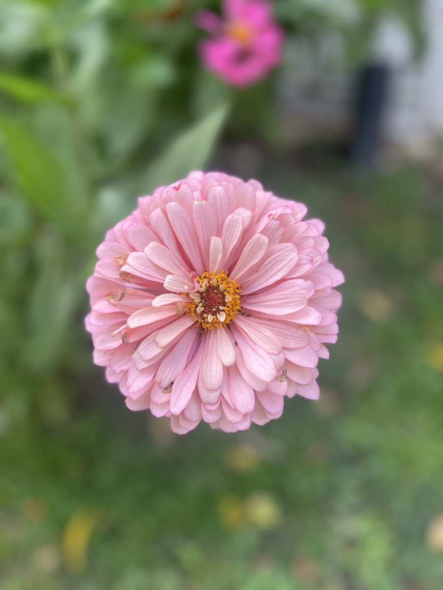 paperdaisies7's tweet photo. @jjmmli https://t.co/pkCSmxXjVg