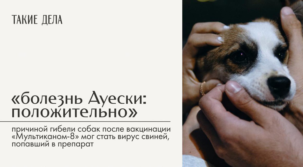 takiedelaru's tweet photo. «Она превратилась в овощ», — говорит Екатерина о своей собаке Хайди после вакцинации «Мультиканом-8». Наталья из Саратова хоронит трехмесячную Тучку и готовит заявление в суд. https://t.co/2PBLt5IZr4