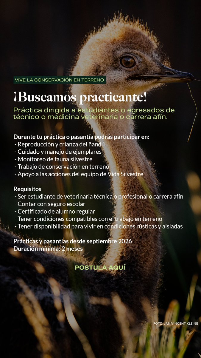 RewildingChile's tweet photo. Si eres estudiante de veterinaria profesional, técnica o carrera afín, ¡te estamos buscando! Postula a las prácticas 2026-2027 enfocadas en el cuidado de fauna silvestre en torno al Programa de Conservación y Reproducción del Ñandú. https://t.co/UTYboGPVRr