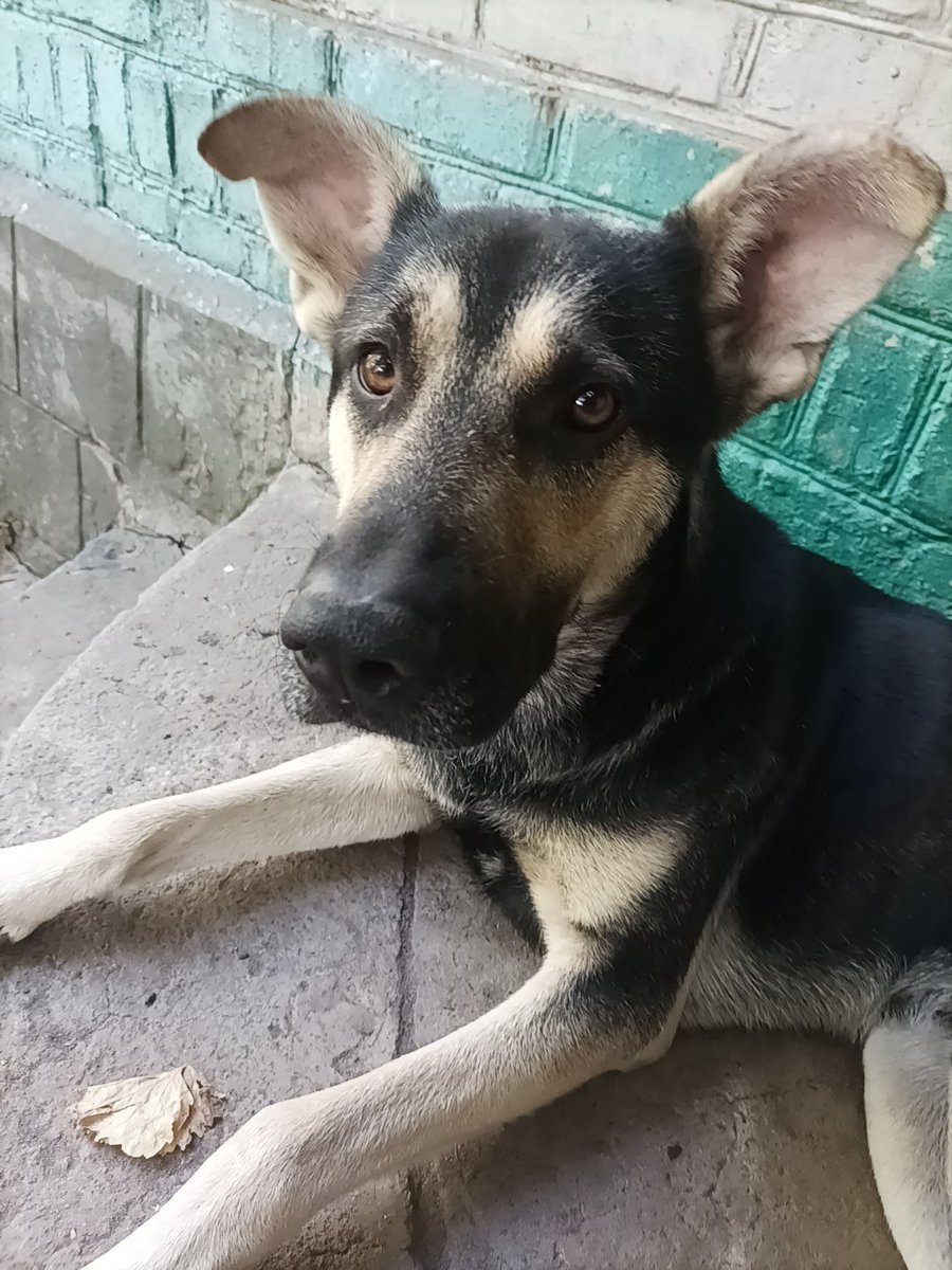 S__novu's tweet photo. У мене дві собаки,дві кицьки,два коти. Їх треба годувати хоча б двічі на день. Приймаю замовлення на пледи подушки. Кольори, розміри на ваш смак. Недорого.
Якщо ви можете допоможіть будь ласочка нам 
https://t.co/YQecbIBdY5
https://t.co/96RHM47rKY
PayPal docenkonina242@gmail.com https://t.co/fh0HW8AroO