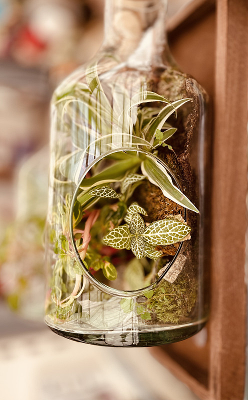 __ounces_'s tweet photo. Turn an old mason jar into a cute herb planter! Added tiny drainage holes and a string for hanging—super easy DIY for my windowsill. https://t.co/qXqzHOIvel