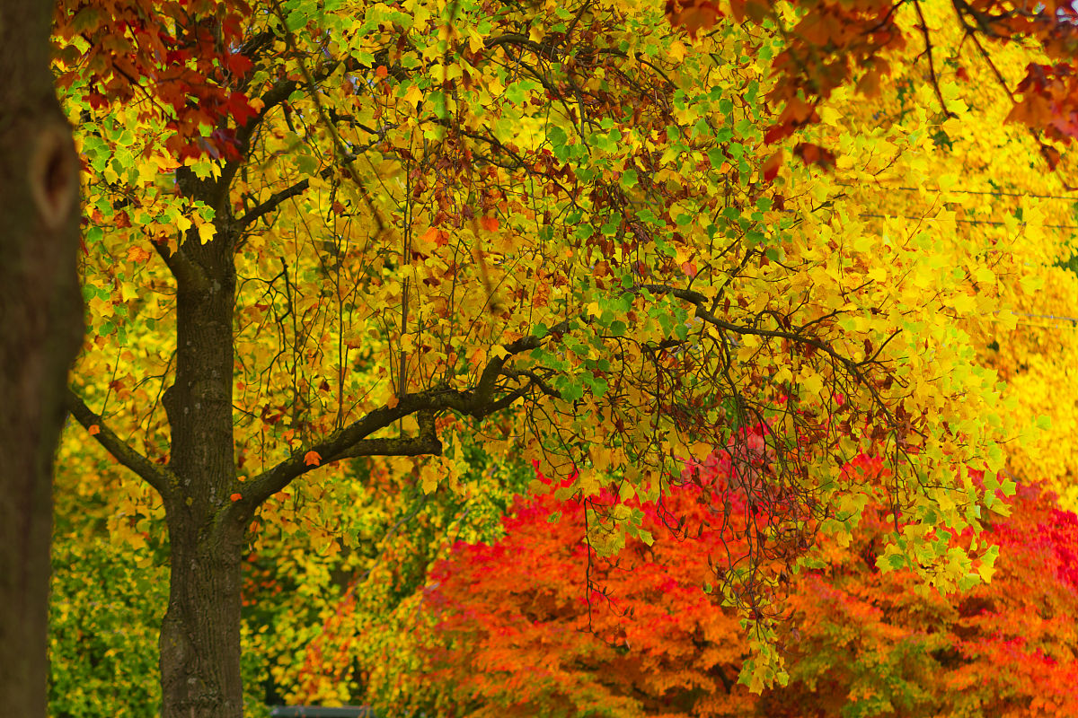 Aly1706's tweet photo. Just caught the fresh autumn breeze while walking the park path, leaves turning golden and sun hanging low—my favorite time of year https://t.co/V4MMgAIHso
