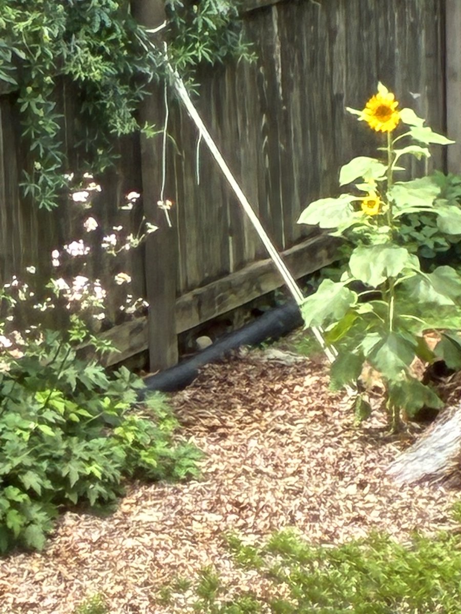 strawkaerries's tweet photo. my dad texted me about a random sunflower that gree in our back yard...thank you kaelix https://t.co/WidplmwiuE