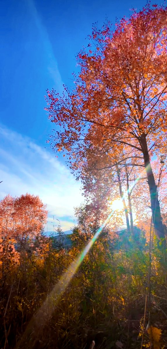 irene_saparova's tweet photo. Bright sun, cool breeze, and fallen maple leaves—autumn’s perfect afternoon is here! ， https://t.co/92y5PVDVvB
