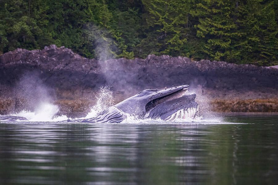 joancarroll's tweet photo. Humpback Whale Bubble Net Feeding Alaska! https://t.co/RSWCEIza9E #whale #humpback #feeding #bubblenet #bubblenetfeeding #alaska #ocean #forest #pod #baleen #nature #reflections #wildlife #wildlifephotography #FAArtist #buyart #HomeDecor #wallart #artforsale #artstore #travel #travelphotography #BuyIntoArt #AYearForArt #wallartforsale #giftideas @joancarroll