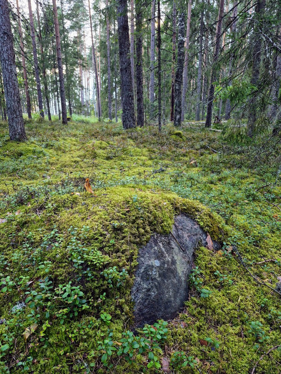 ugandimees's tweet photo. Big fan of rocks peeking out of the moss https://t.co/DZvkBPE4Ps