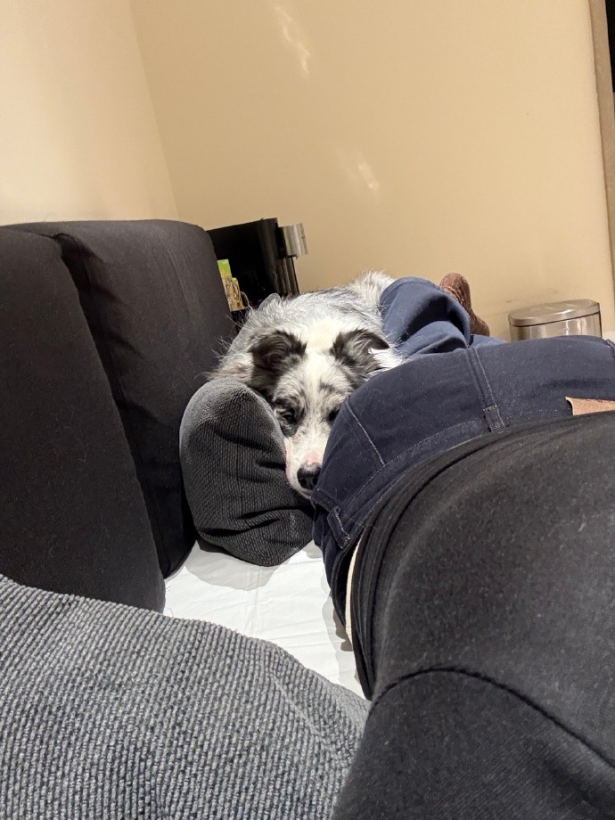 Monu62466728's tweet photo. My pup curled up on my lap after a long day—this warm, fuzzy quiet is exactly what I needed. https://t.co/K0Sq2AmsWR