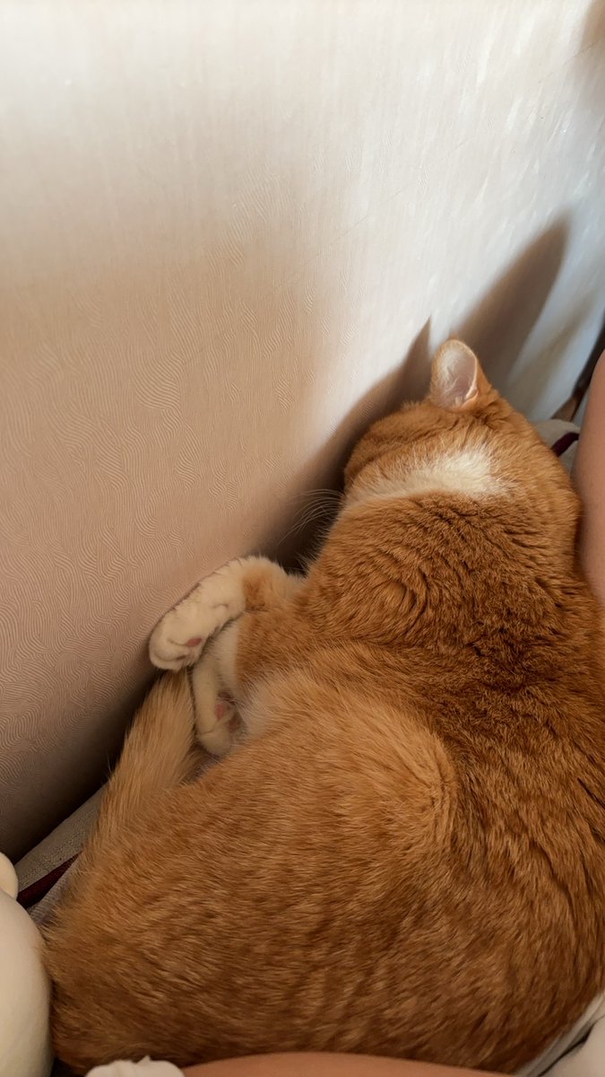 Mailcom65772262's tweet photo. My sleepy cat curled up on my lap after a long day—this warm fluff is the best pick-me-up ever ， https://t.co/6A9Wr2K5tv