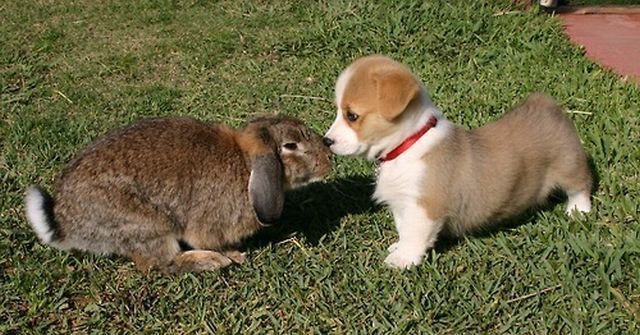 animalpopular9's tweet photo. Together https://t.co/XRGdRZAagu