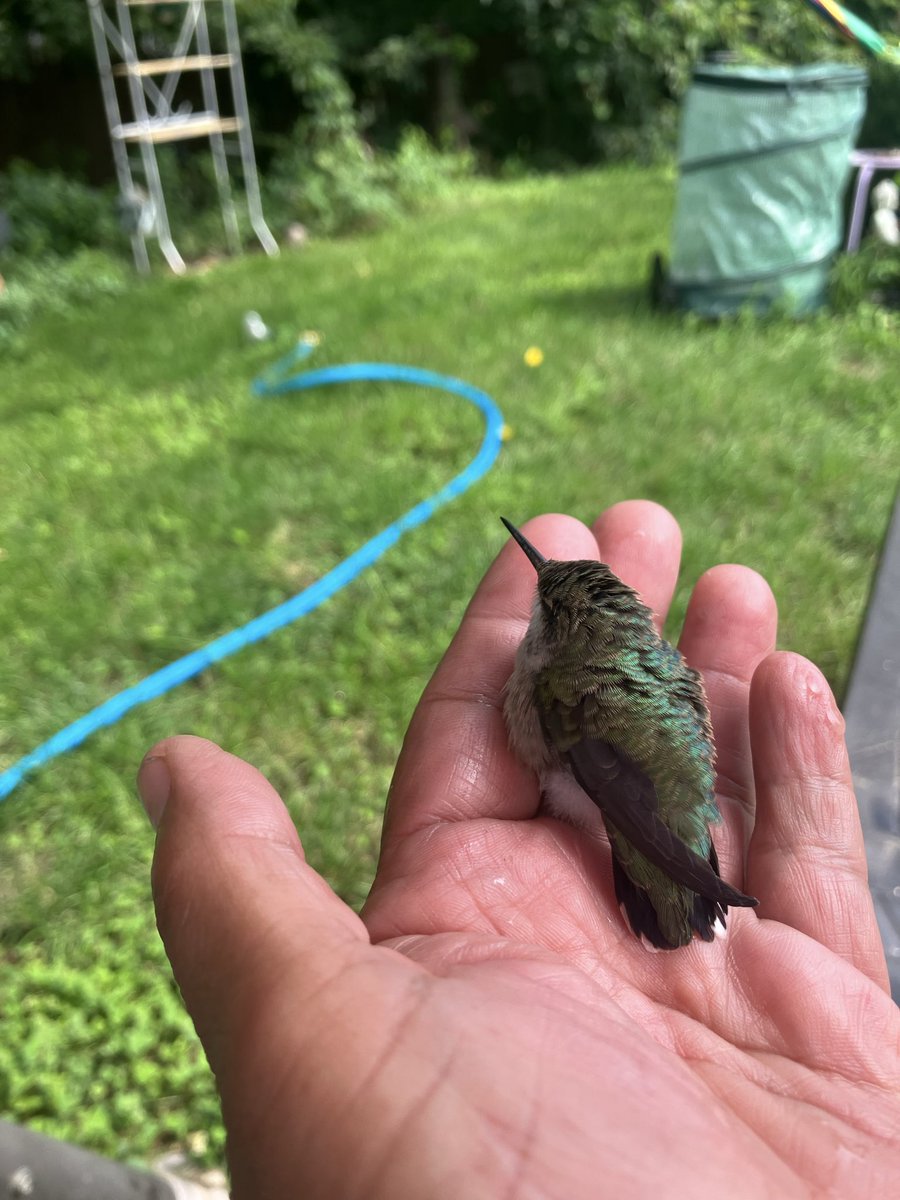LafranceDamita's tweet photo. @evornithology https://t.co/Hdq0rrshBT
