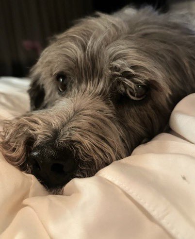 JenniferAn6ors's tweet photo. DOUGE day afternoon 🥰 https://t.co/D26xLcS7Pq