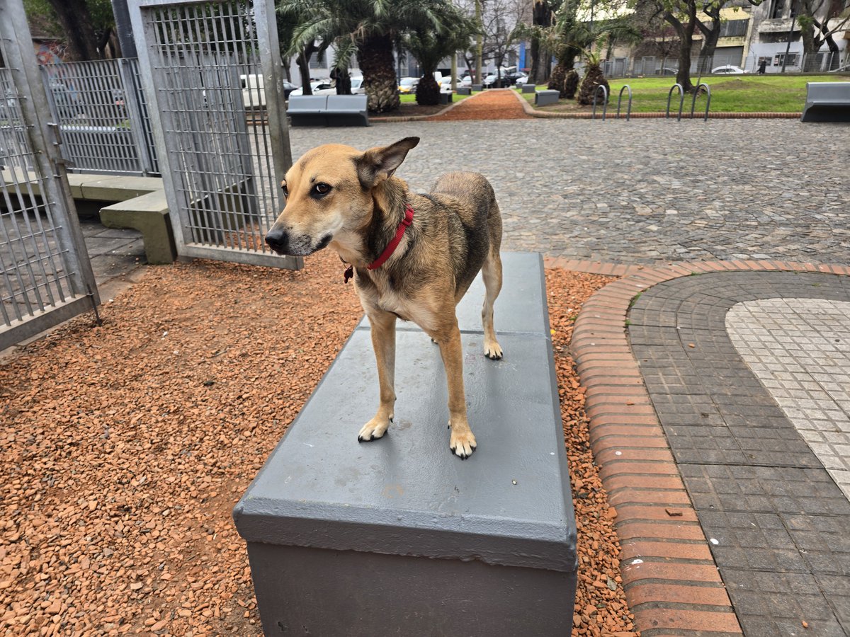 JungParkAR's tweet photo. Para que la vean bien. Linda tiene 2 años. Ya tiene los papeles al día. Se llev re bien con otros perros y gatos, ama a los chicos. Hace sus necesidades afuera.
Necesito que encuentre un lugar y así el hueco que queda será para el próximo callejerito que se cruce. https://t.co/r7GPLvivwg