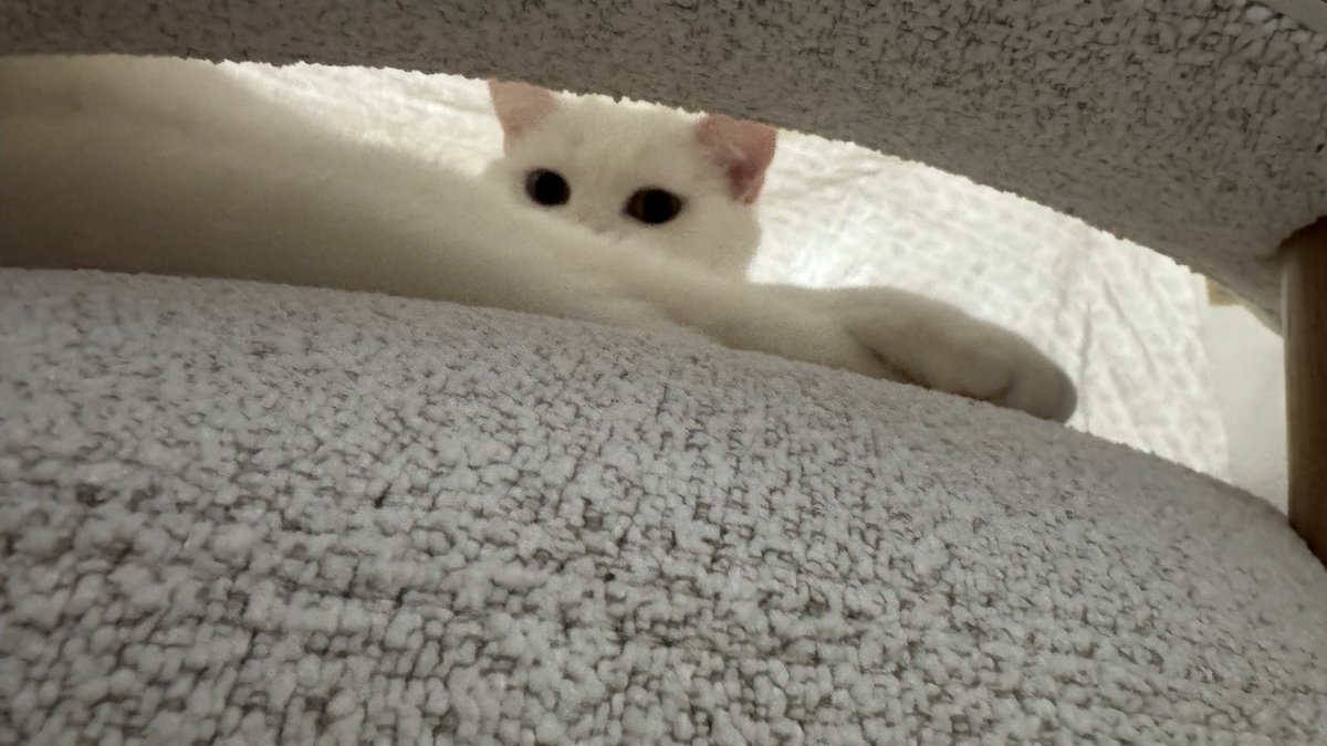 aibashinya_082's tweet photo. He was hiding yes! 🙌 https://t.co/0Br13tmgC3