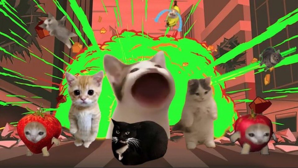SPINCAT_Maxwell's tweet photo. Cats in motion 👀 https://t.co/xGaiPCpt54