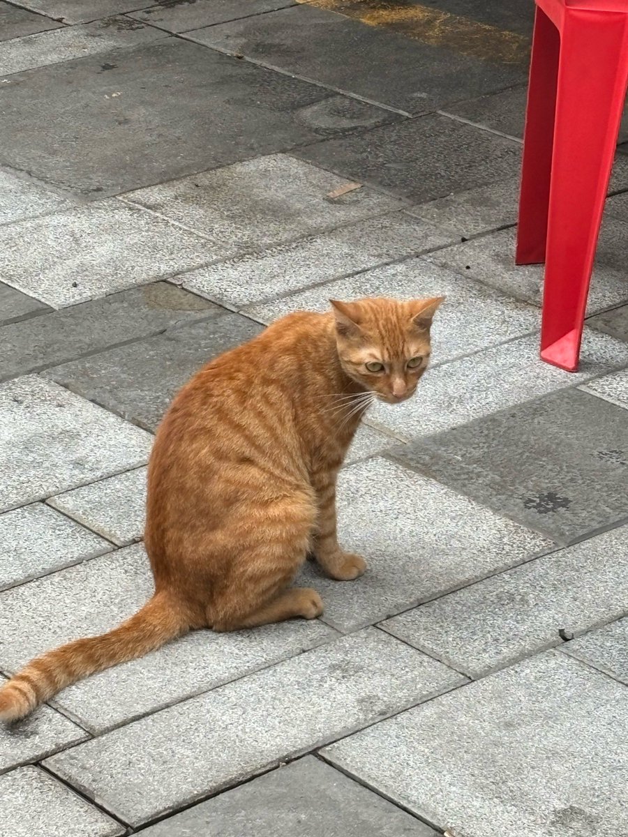 mizpi82153567's tweet photo. Late-night walk spotted a neon cat sign glowing above a narrow alley. Perfect little city surprise. https://t.co/haio1OxdbS