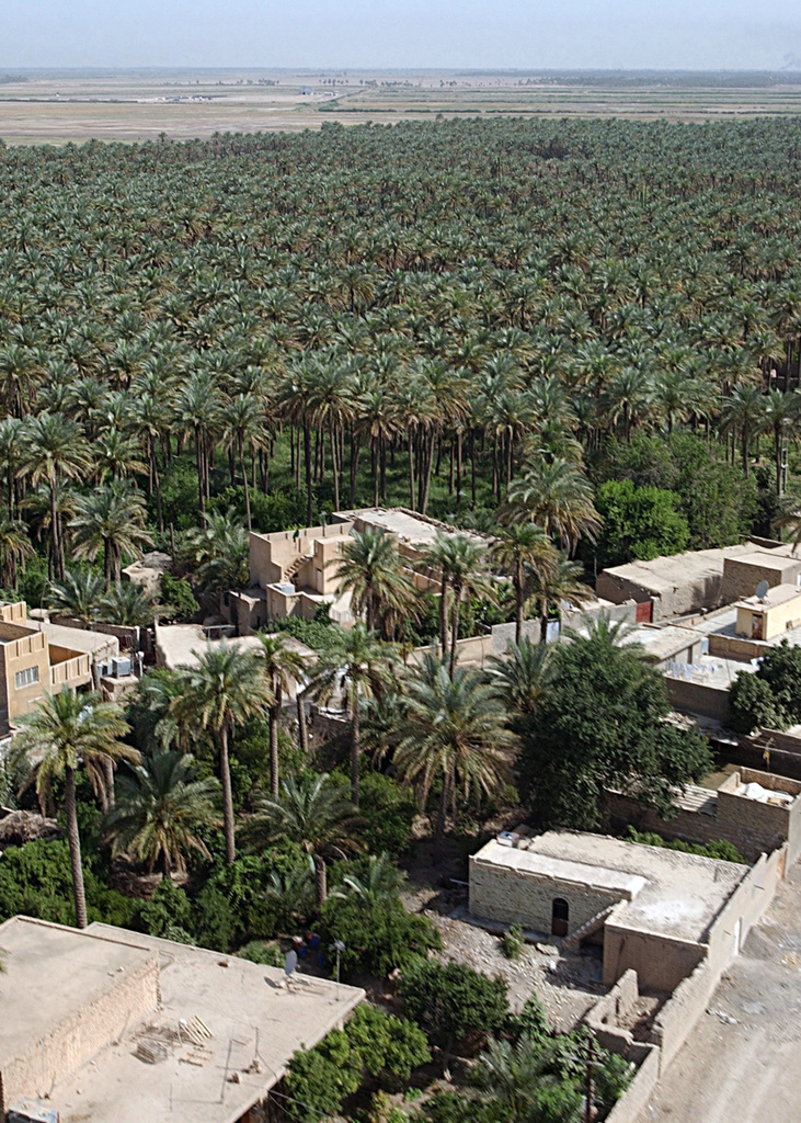 Orpheus_Tragedy's tweet photo. Date palm groves growing in the lush Tigris River flood plain near Baiji, Saladin province, Iraq. https://t.co/a7C2nnRuF1