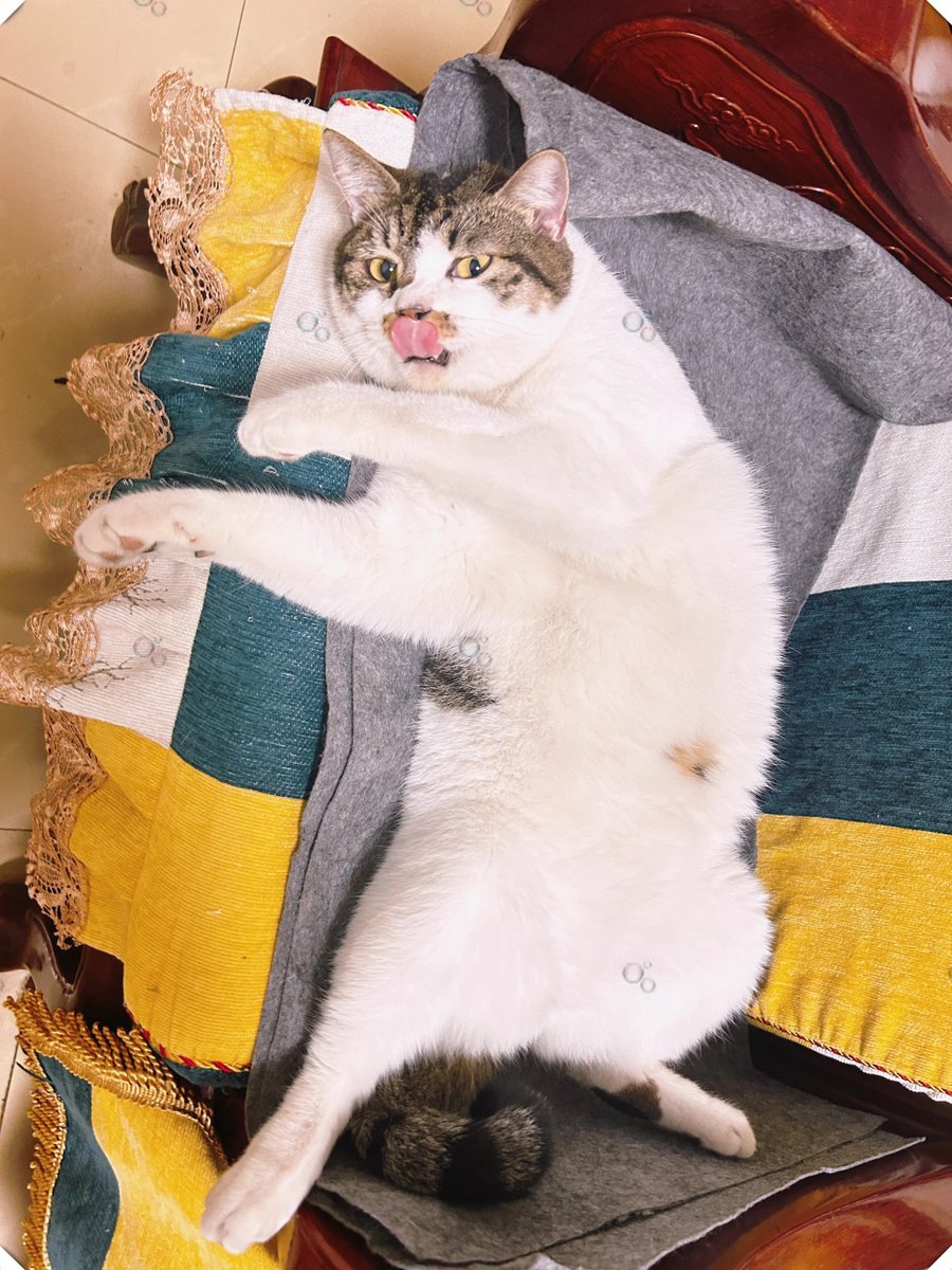 johnnyalexa25's tweet photo. Just found my cat passed out on the clean laundry I folded. Great, now I have to refold… and take a million blurry photos of this fluff ball. https://t.co/4u7WV5r8sc
