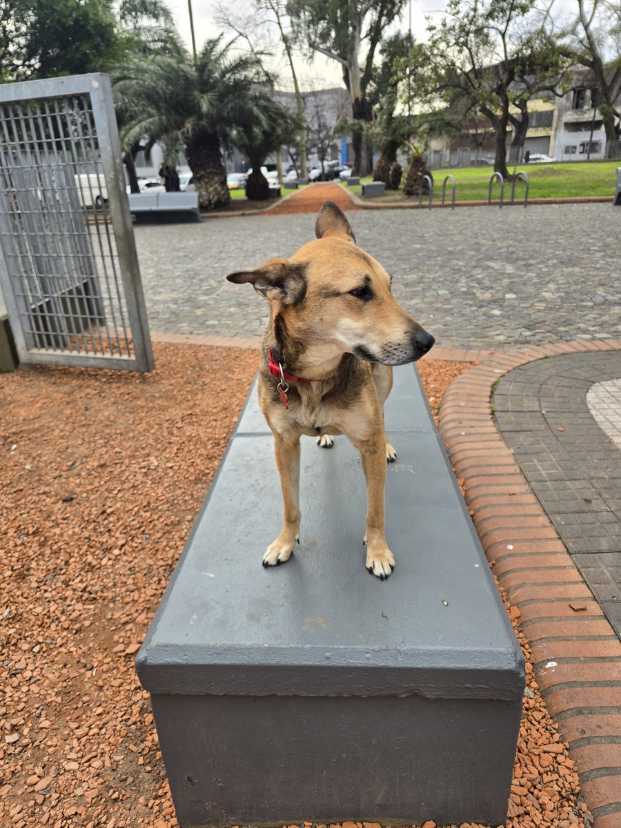 JungParkAR's tweet photo. Para que la vean bien. Linda tiene 2 años. Ya tiene los papeles al día. Se llev re bien con otros perros y gatos, ama a los chicos. Hace sus necesidades afuera.
Necesito que encuentre un lugar y así el hueco que queda será para el próximo callejerito que se cruce. https://t.co/r7GPLvivwg