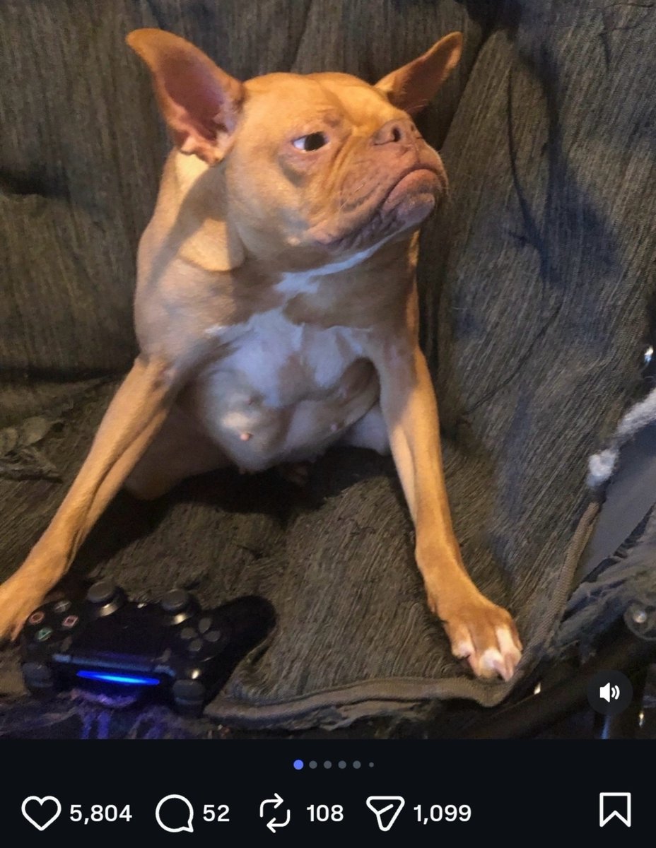 Slickdotsol's tweet photo. Frog queen gets 5000 likes in 2 days and is not fazed

That's a frog dog if Ive ever seen one 

$ivy https://t.co/yjZ1ME4Hnp