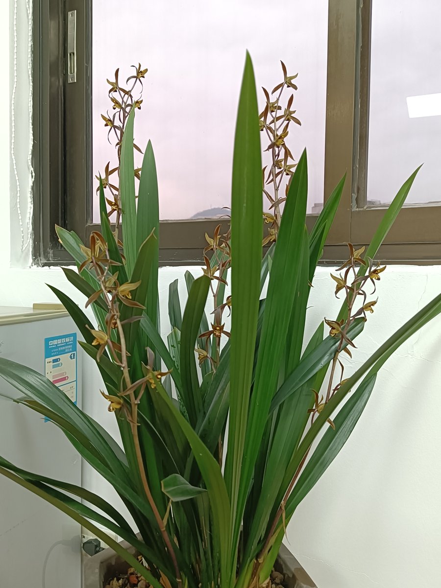 PramodE1997's tweet photo. My office plant finally bloomed after 18 months—turns out it only wanted to be left alone, not my daily water reminders. #OfficeWin https://t.co/nLKnbWQKjH